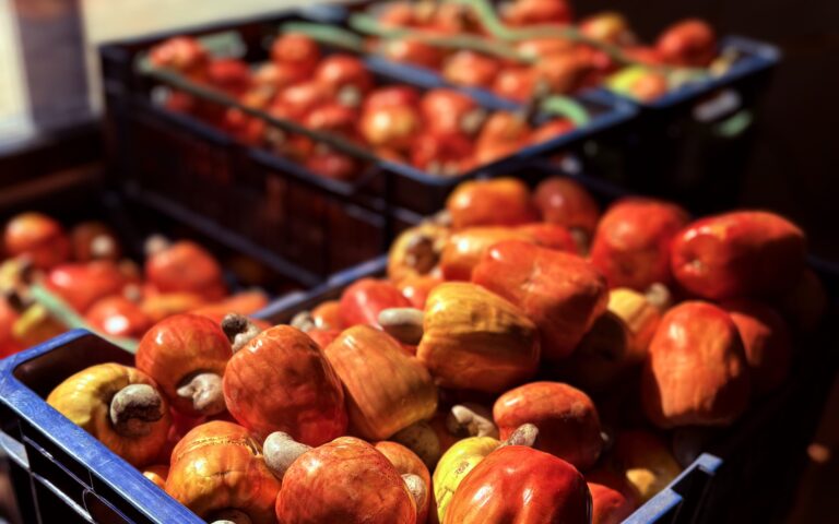 Festival CajuMel chega à 10ª edição com sabores do Ceará, produção rural e cultura em Ocara